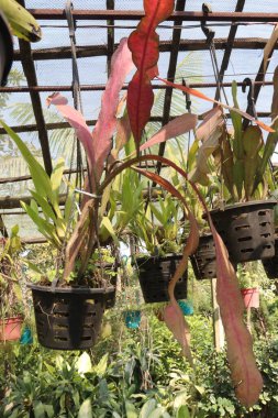 Pseudorhipsalis ramulosa ya da Kimnachia bitkisi çiftlikte satılmak üzere saksıda nakit mahsuller. Kaktüslerin monotipik cinsidir. Güney Meksika 'dan Kuzey Amerika' ya kadar.