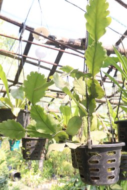 Rhipsalis crispata yaprağı bitkisi çiftlikte asılı vaziyette satılıyor. Nakit ekinler.