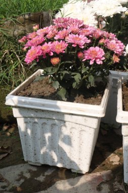 Çiftlikteki kasımpatı çiçeği nakit mahsulüdür.