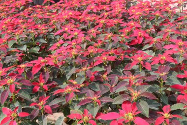 Poinsettia flower plant on nursery for sell are cash corps. for ornamental purposes during the Christmas season. treat skin warts, toothaches, however, clinical data are lacking to support these uses