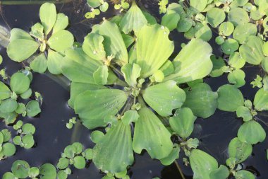 Su marul yaprağı bitkisi bebek odasında satılıyor. Nakit ekinler.
