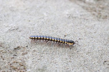 Sarı benekli kırkayak sahada yürüyor.