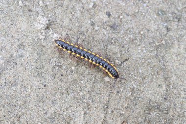 Sarı benekli kırkayak sahada yürüyor.