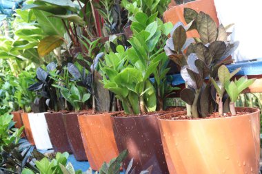 Zanzibar Mücevher yaprağı, fidanlıkta satılan süs bitkisi nakit mahsulleri. Estetik temanıza evinizde bir şeyler ekleyebilirsiniz. Hava Arındırma. Düşük bakım.