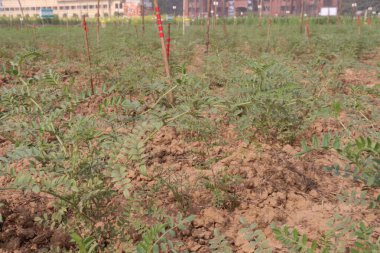 Tarlada hasat için nohut yetiştirmek nakit para demek.