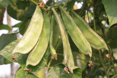 Edamame çiftlikte hasat için nakit mahsuldür. Çene kemiği mineral yoğunluğu, diş minesi ve diş minesini desteklerken kemik sağlığını korumak için gerekli olan D vitamini, kalsiyum ve fosfor içerir.