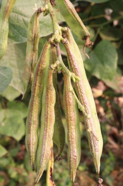 Edamame çiftlikte hasat için nakit mahsuldür. Çene kemiği mineral yoğunluğu, diş minesi ve diş minesini desteklerken kemik sağlığını korumak için gerekli olan D vitamini, kalsiyum ve fosfor içerir.