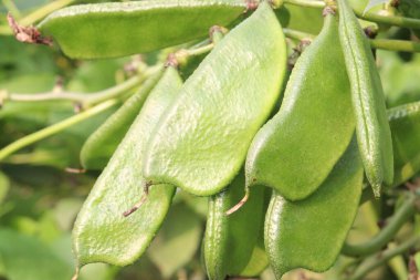 Edamame çiftlikte hasat için nakit mahsuldür. Çene kemiği mineral yoğunluğu, diş minesi ve diş minesini desteklerken kemik sağlığını korumak için gerekli olan D vitamini, kalsiyum ve fosfor içerir.