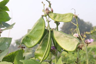 Edamame çiftlikte hasat için nakit mahsuldür. Çene kemiği mineral yoğunluğu, diş minesi ve diş minesini desteklerken kemik sağlığını korumak için gerekli olan D vitamini, kalsiyum ve fosfor içerir.