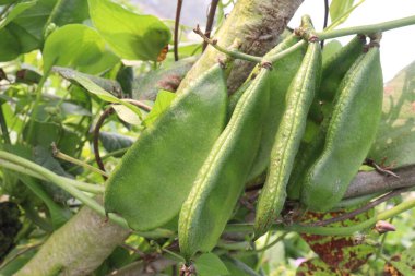 Edamame çiftlikte hasat için nakit mahsuldür. Çene kemiği mineral yoğunluğu, diş minesi ve diş minesini desteklerken kemik sağlığını korumak için gerekli olan D vitamini, kalsiyum ve fosfor içerir.