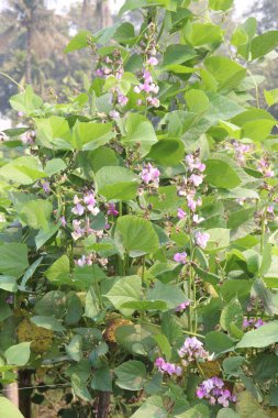 Edamame çiftlikte hasat için nakit mahsuldür. Çene kemiği mineral yoğunluğu, diş minesi ve diş minesini desteklerken kemik sağlığını korumak için gerekli olan D vitamini, kalsiyum ve fosfor içerir.