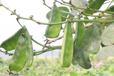 Edamame çiftlikte hasat için nakit mahsuldür. Çene kemiği mineral yoğunluğu, diş minesi ve diş minesini desteklerken kemik sağlığını korumak için gerekli olan D vitamini, kalsiyum ve fosfor içerir.