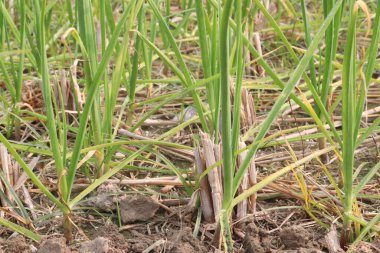 Çiftlikte lezzetli ve sağlıklı yeşil sarımsak hasat için nakit mahsuldür.
