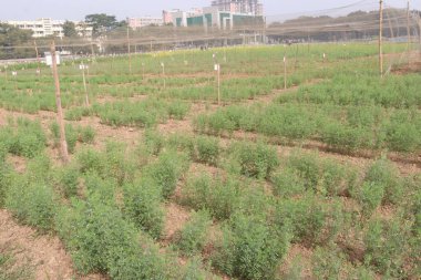 Çiftlikte ekilen mercimekler nakit mahsulüdür.