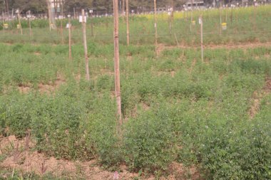 Çiftlikte ekilen mercimekler nakit mahsulüdür.