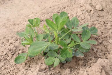 çiftlikteki yerfıstığı ağaçları hasat için nakit mahsuller.