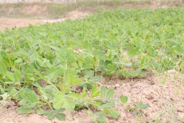 çiftlikteki yerfıstığı ağaçları hasat için nakit mahsuller.