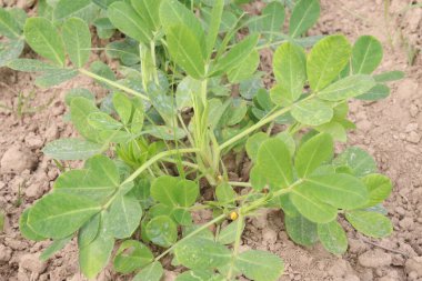 çiftlikteki yerfıstığı ağaçları hasat için nakit mahsuller.