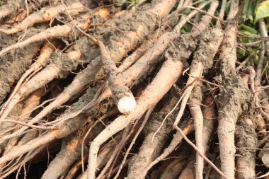 Bombax ceiba kök stokları hasat için nakit mahsullerdir. Kökü yenilebilir. Ağaç kabuğunun kesilmesi ateşle savaşmak için verilir. Meyve suyu mide ağrısını azaltır. Diyabet hastaları...