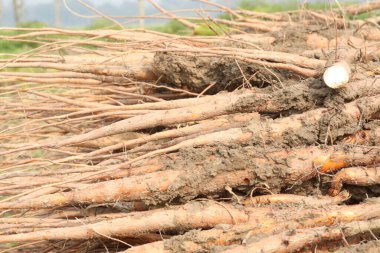 Bombax ceiba kök stokları hasat için nakit mahsullerdir. Kökü yenilebilir. Ağaç kabuğunun kesilmesi ateşle savaşmak için verilir. Meyve suyu mide ağrısını azaltır. Diyabet hastaları...
