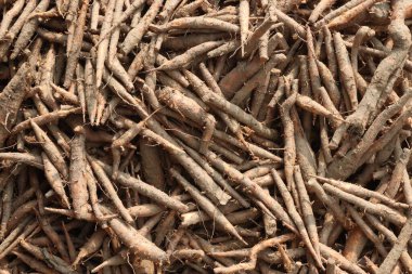 Bombax ceiba hisse senedi satışı için nakit tahıl. Kökü yenilebilir. Ağaç kabuğunun kesilmesi ateşle savaşmak için verilir. Meyve suyu mide ağrısını azaltır. Diyabet hastaları...