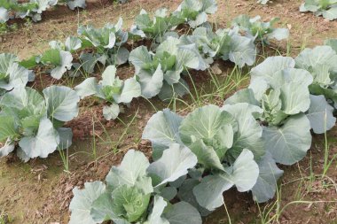 Çiftlikte sarımsaklı lahana nakit mahsuldür. Sindirim için iyi, kan şekerini kontrol et. Ayrıca mideni ve bağırsaklarını güçlü tutan besinlere de sahiptir. Mide ülserinin iyileşmesine yardımcı olabilir.