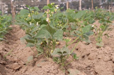 Çiftlikteki ağaçta toplanan fazseolus vulgaris nakit mahsulüdür.