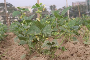 Çiftlikteki ağaçta toplanan fazseolus vulgaris nakit mahsulüdür.