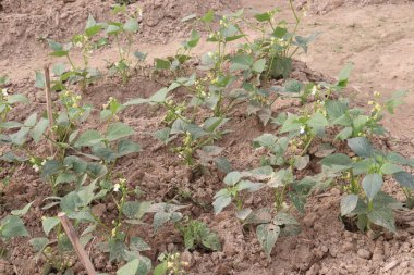 Çiftlikteki ağaçta toplanan fazseolus vulgaris nakit mahsulüdür.