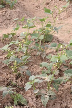 Çiftlikteki ağaçta toplanan fazseolus vulgaris nakit mahsulüdür.