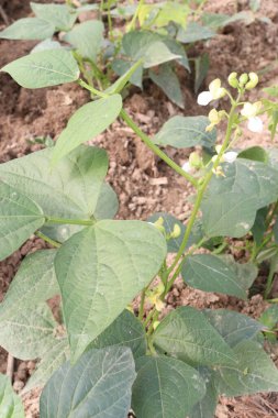 Çiftlikteki ağaçta toplanan fazseolus vulgaris nakit mahsulüdür.