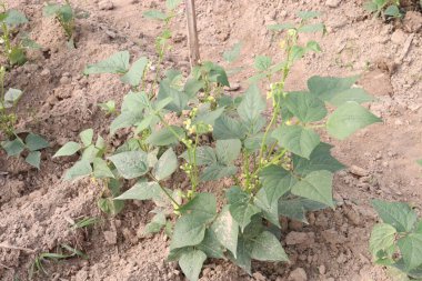 Çiftlikteki ağaçta toplanan fazseolus vulgaris nakit mahsulüdür.