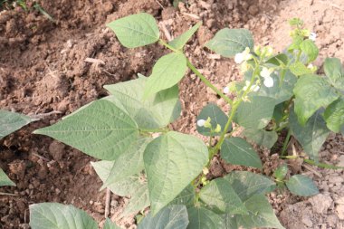 Çiftlikteki ağaçta toplanan fazseolus vulgaris nakit mahsulüdür.