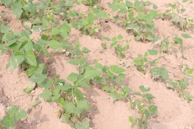 Çiftlikteki ağaçta toplanan fazseolus vulgaris nakit mahsulüdür.