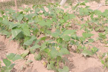 Çiftlikteki ağaçta toplanan fazseolus vulgaris nakit mahsulüdür.