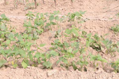 Çiftlikteki ağaçta toplanan fazseolus vulgaris nakit mahsulüdür.