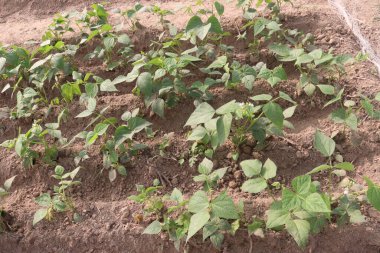 Çiftlikteki ağaçta toplanan fazseolus vulgaris nakit mahsulüdür.