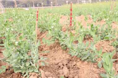 Hasat için çiftlikteki Pisum sativum bitkisi nakit mahsulü.