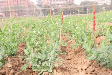 Hasat için çiftlikteki Pisum sativum bitkisi nakit mahsulü.