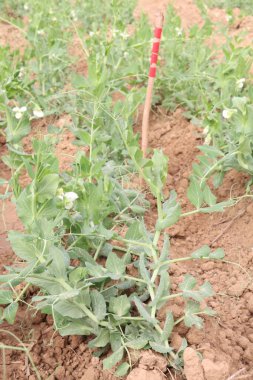 Hasat için çiftlikteki Pisum sativum bitkisi nakit mahsulü.