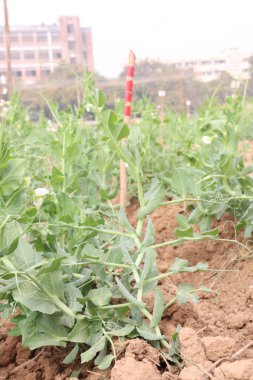 Hasat için çiftlikteki Pisum sativum bitkisi nakit mahsulü.