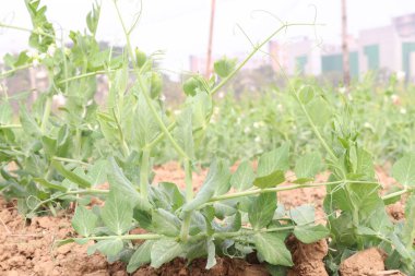 Hasat için çiftlikteki Pisum sativum bitkisi nakit mahsulü.