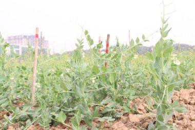 Hasat için çiftlikteki Pisum sativum bitkisi nakit mahsulü.