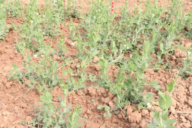 Hasat için çiftlikteki Pisum sativum bitkisi nakit mahsulü.