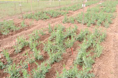 Hasat için çiftlikteki Pisum sativum bitkisi nakit mahsulü.