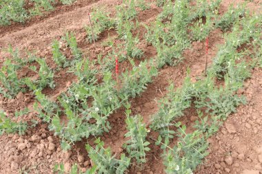 Hasat için çiftlikteki Pisum sativum bitkisi nakit mahsulü.