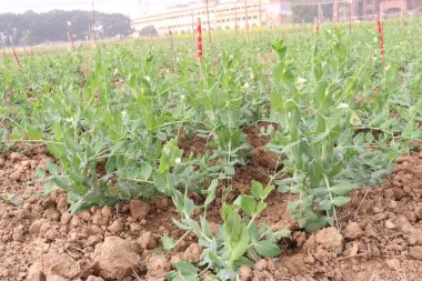 Hasat için çiftlikteki Pisum sativum bitkisi nakit mahsulü.