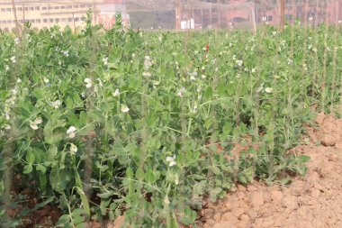 Hasat için çiftlikteki Pisum sativum bitkisi nakit mahsulü.