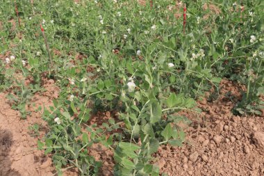 Hasat için çiftlikteki Pisum sativum bitkisi nakit mahsulü.