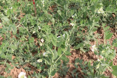 Hasat için çiftlikteki Pisum sativum bitkisi nakit mahsulü.